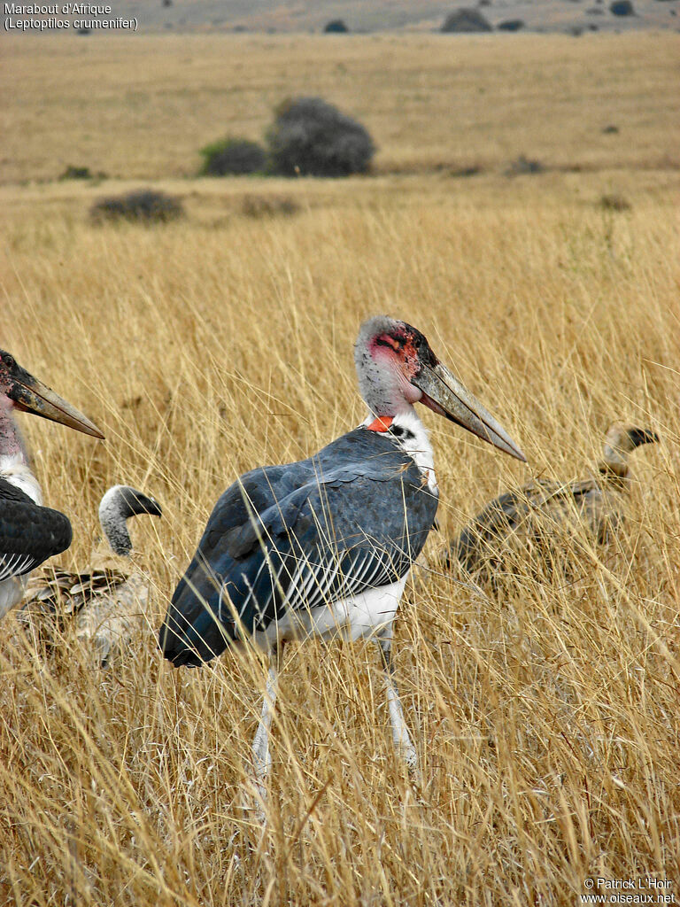 Marabou Stork