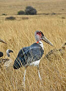 Marabou Stork