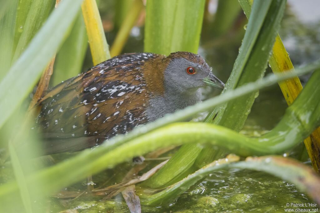 Marouette de Baillon mâle adulte