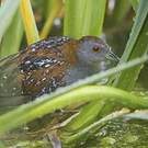 Marouette de Baillon