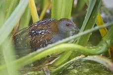 Marouette de Baillon