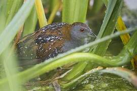 Baillon's Crake