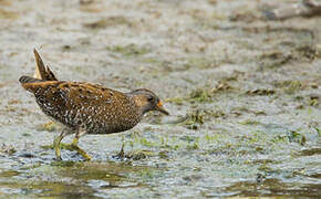 Spotted Crake