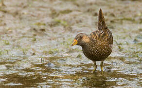 Spotted Crake