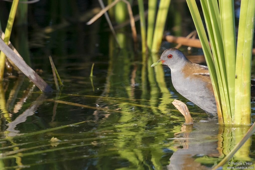 Little Crake male adult