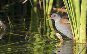 Little Crake