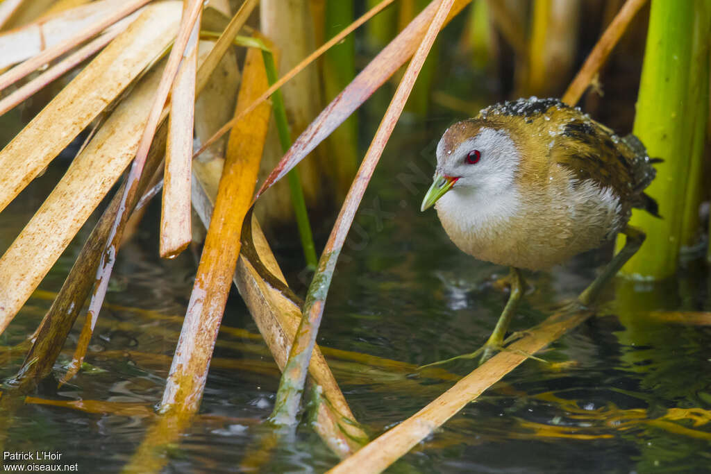 Little Crake female adult, habitat, pigmentation