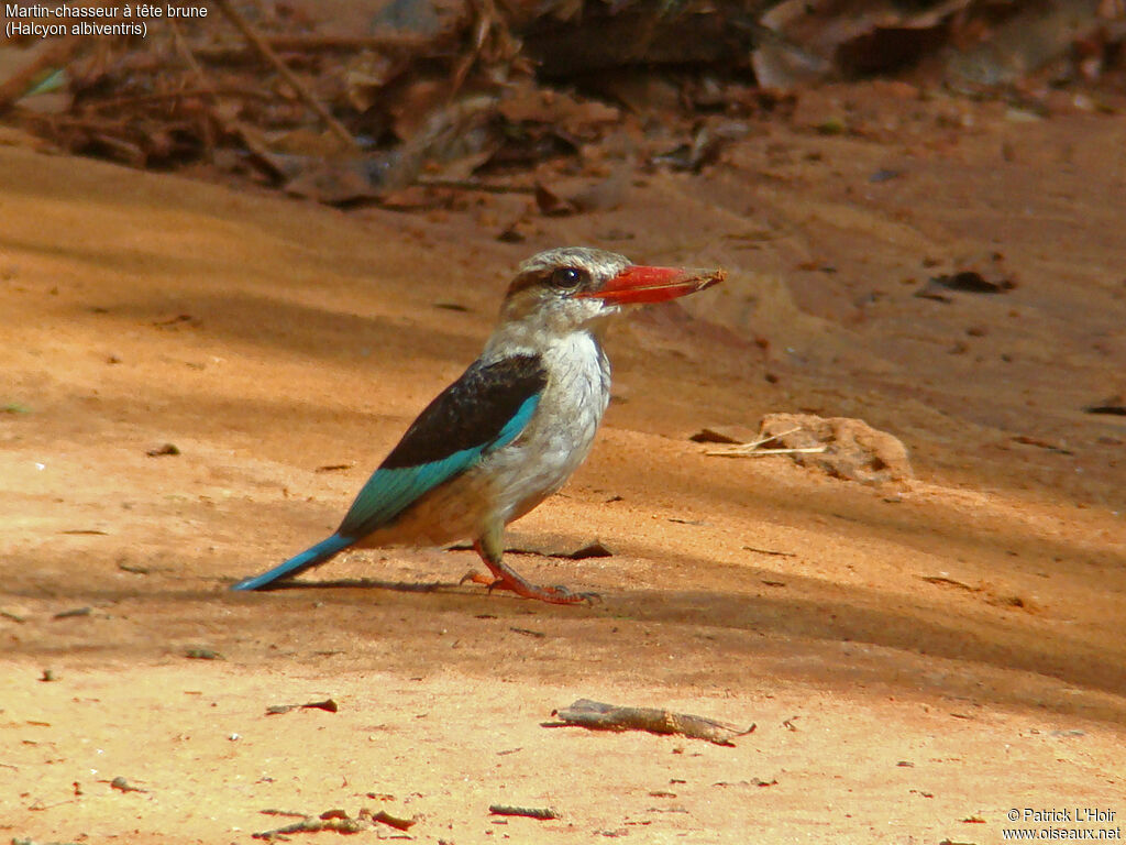 Brown-hooded Kingfisher