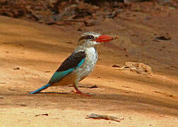 Brown-hooded Kingfisher