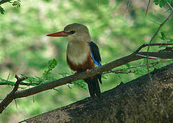 Grey-headed Kingfisher