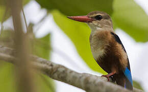 Grey-headed Kingfisher