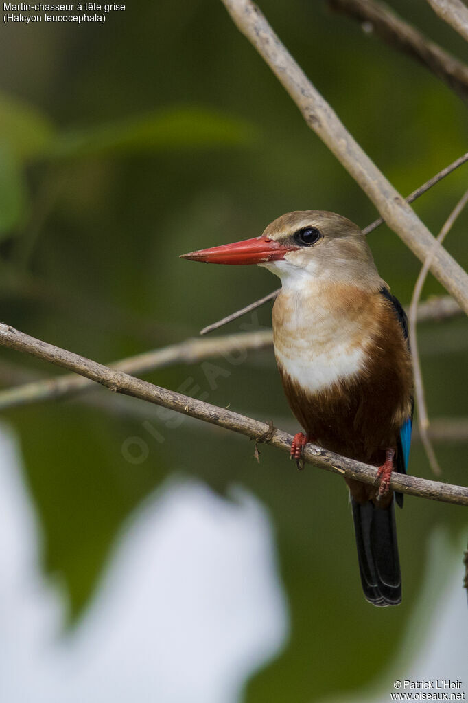 Grey-headed Kingfisheradult