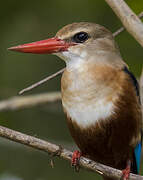 Grey-headed Kingfisher