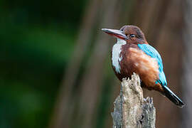 White-throated Kingfisher