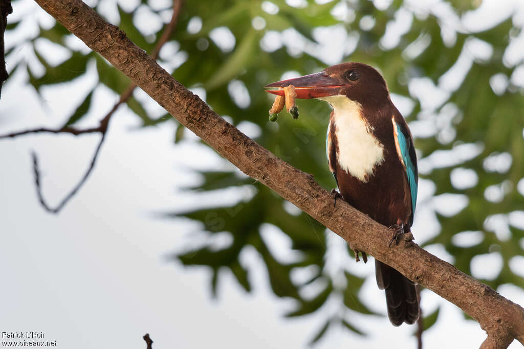 White-throated Kingfisheradult, feeding habits