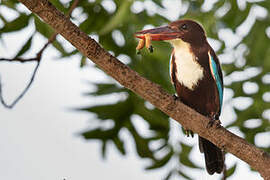 White-throated Kingfisher