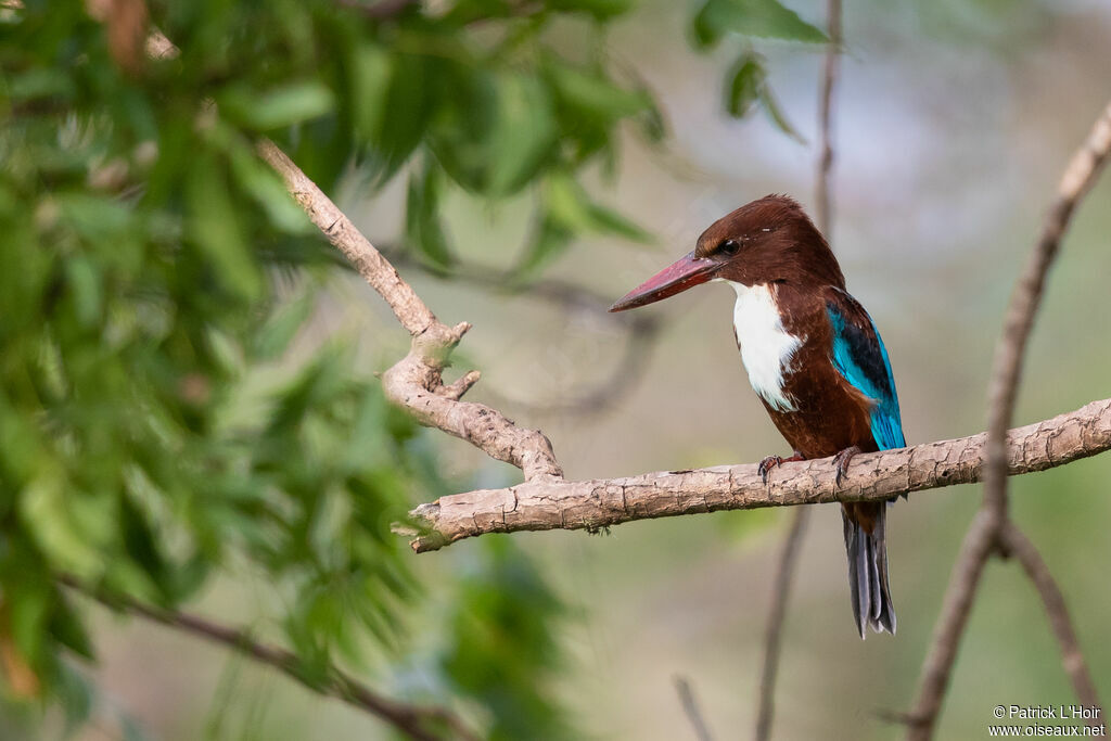 White-throated Kingfisher