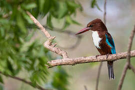 White-throated Kingfisher