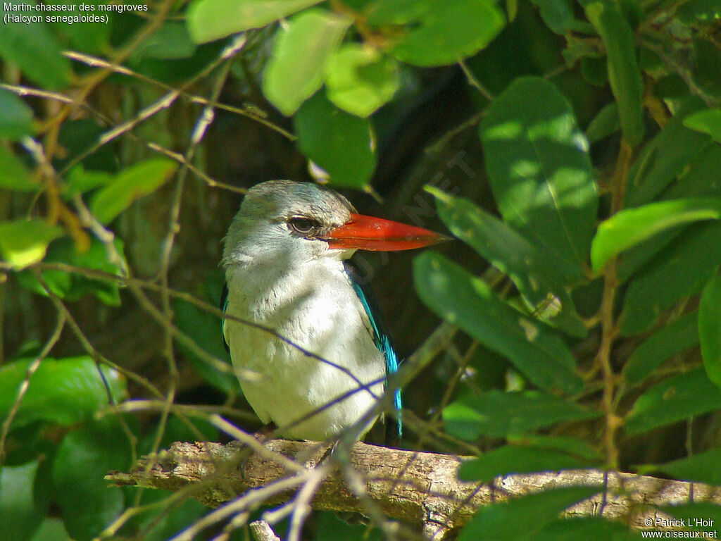 Mangrove Kingfisher