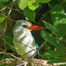 Martin-chasseur des mangroves