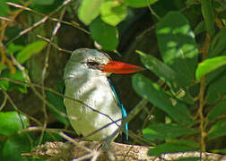 Mangrove Kingfisher