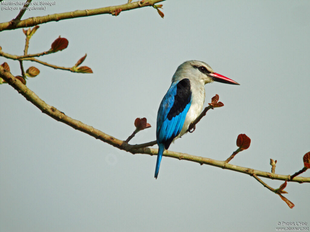 Woodland Kingfisher