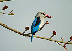 Woodland Kingfisher