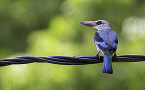 Woodland Kingfisher