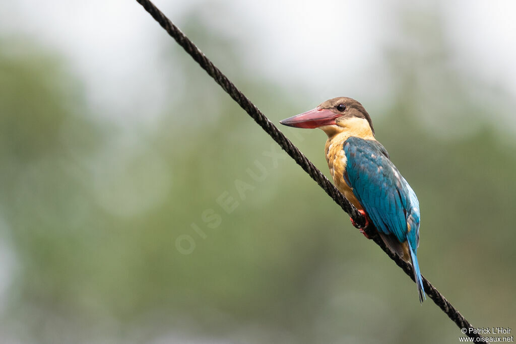 Stork-billed Kingfisher