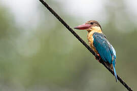 Stork-billed Kingfisher