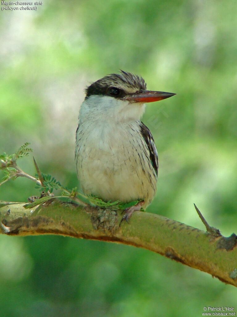 Striped Kingfisher