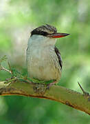 Striped Kingfisher