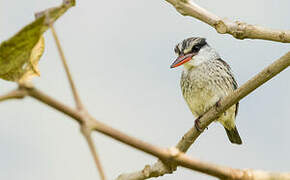 Striped Kingfisher