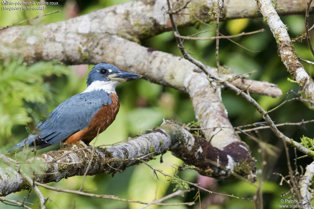 Ringed Kingfisher male adult