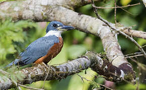 Ringed Kingfisher