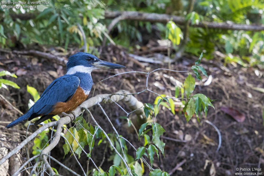 Martin-pêcheur à ventre roux femelle adulte