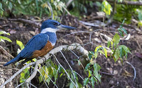 Ringed Kingfisher