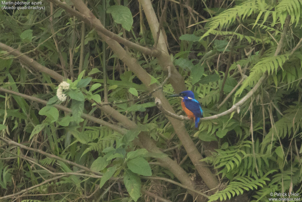 Shining-blue Kingfisher