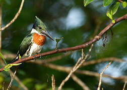 Amazon Kingfisher