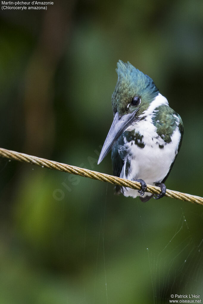 Amazon Kingfisher female adult