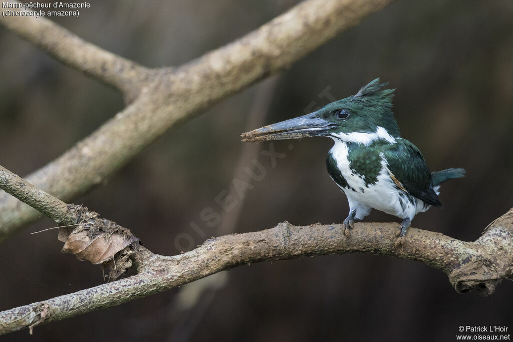 Amazon Kingfisher female adult