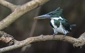 Martin-pêcheur d'Amazonie