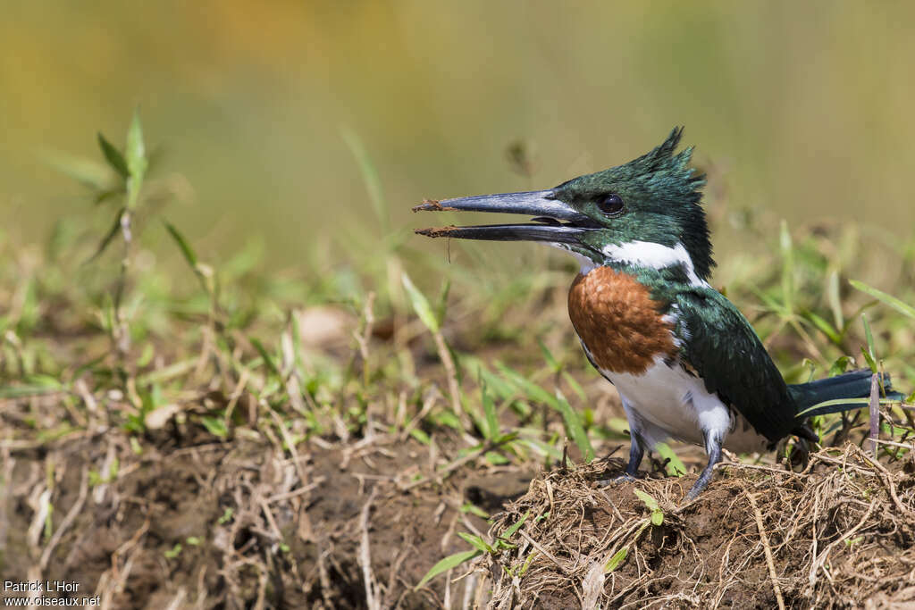 Amazon Kingfisher male adult, identification, Behaviour