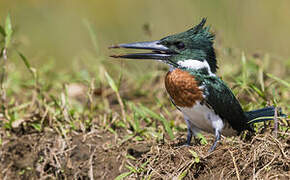 Amazon Kingfisher