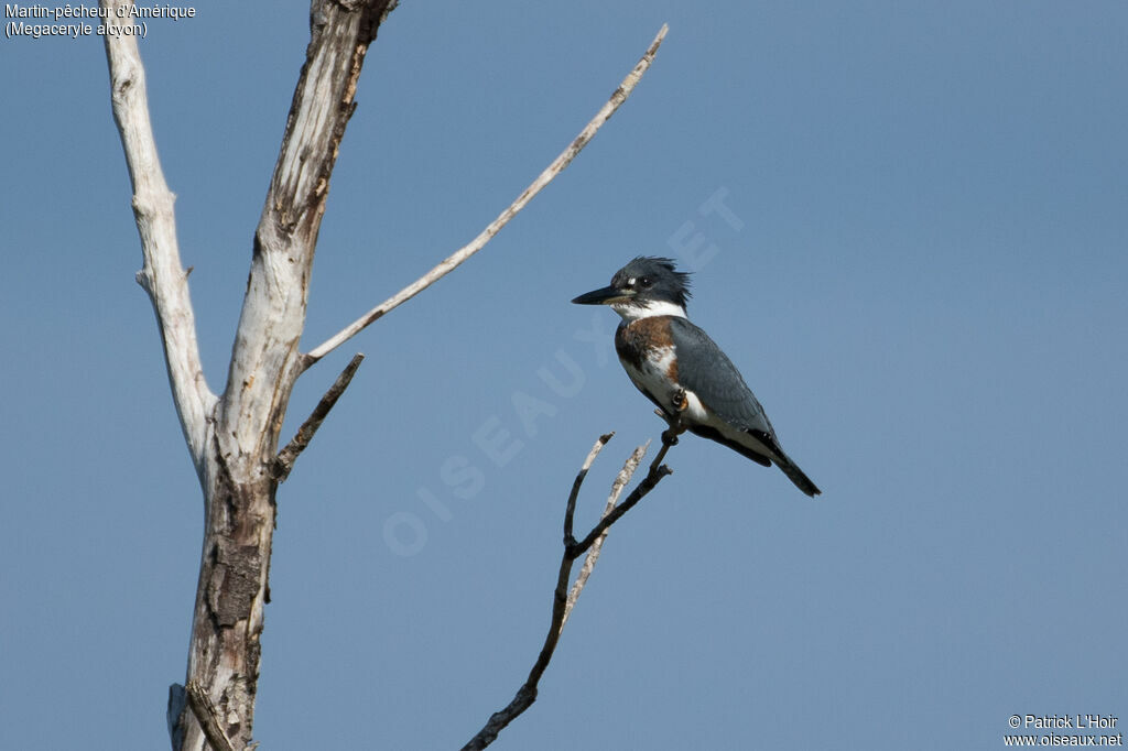 Belted Kingfisher