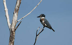 Belted Kingfisher