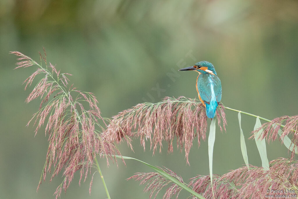 Common Kingfisher female adult