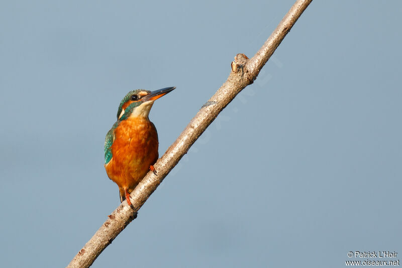 Common Kingfisher female adult