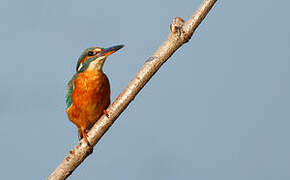 Common Kingfisher