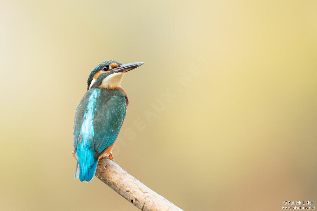 Common Kingfisher